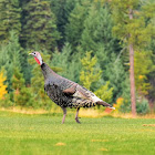 Wild turkey