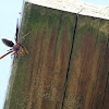 Paper Wasp