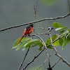 Scarlet minivet