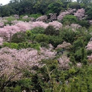 陽明山平菁街橘咖啡