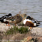 Shoveler; Pato Cuchara