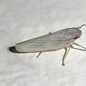 White Leafhopper