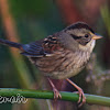 Swamp Sparrow