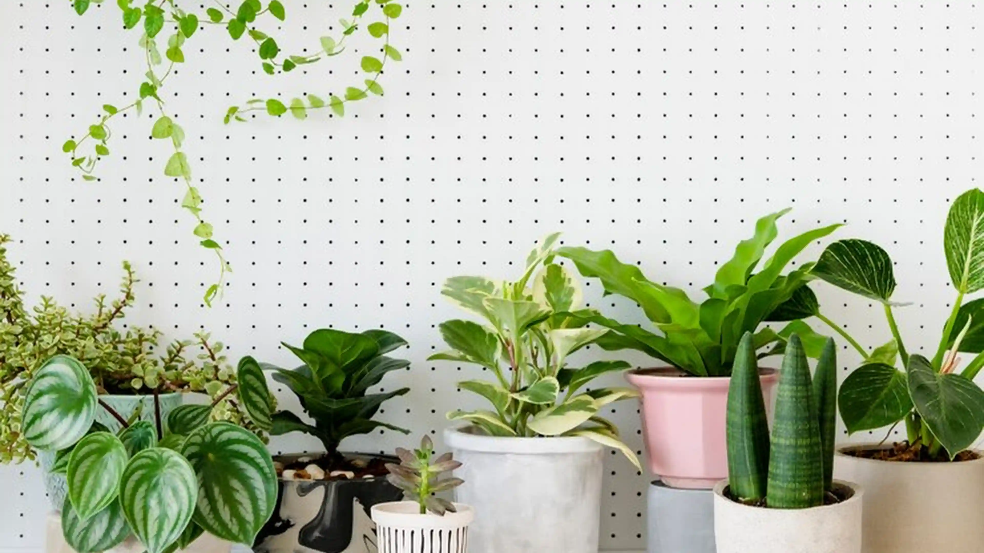 24 Lucky Indoor Plants As Per Feng Shui