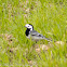 White Wagtail; Lavandera Blanca