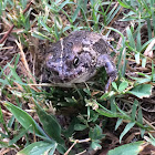 Fowler's Toad