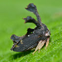 Horned Treehopper