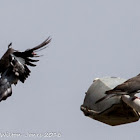 Woodpigeon; Paloma Torcaz