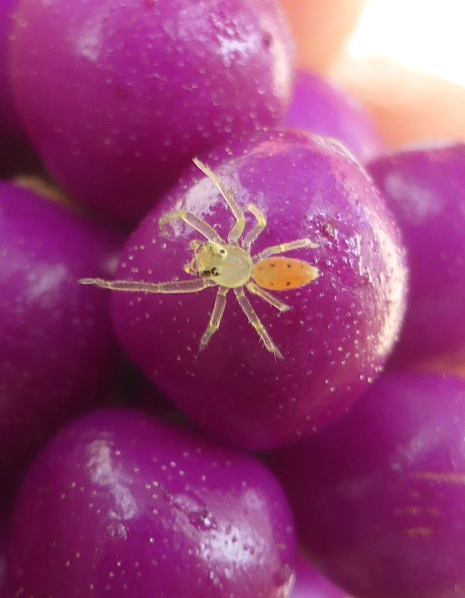 Magnolia Green Jumper ♀