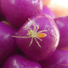 Magnolia Green Jumper ♀