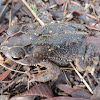 Costal Plains Toad