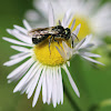 Small Carpenter Bee