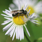 Small Carpenter Bee