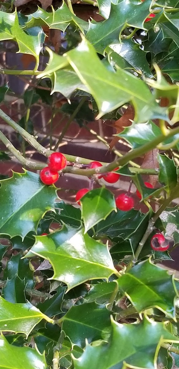 American Holly