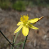 Yellow rush lily