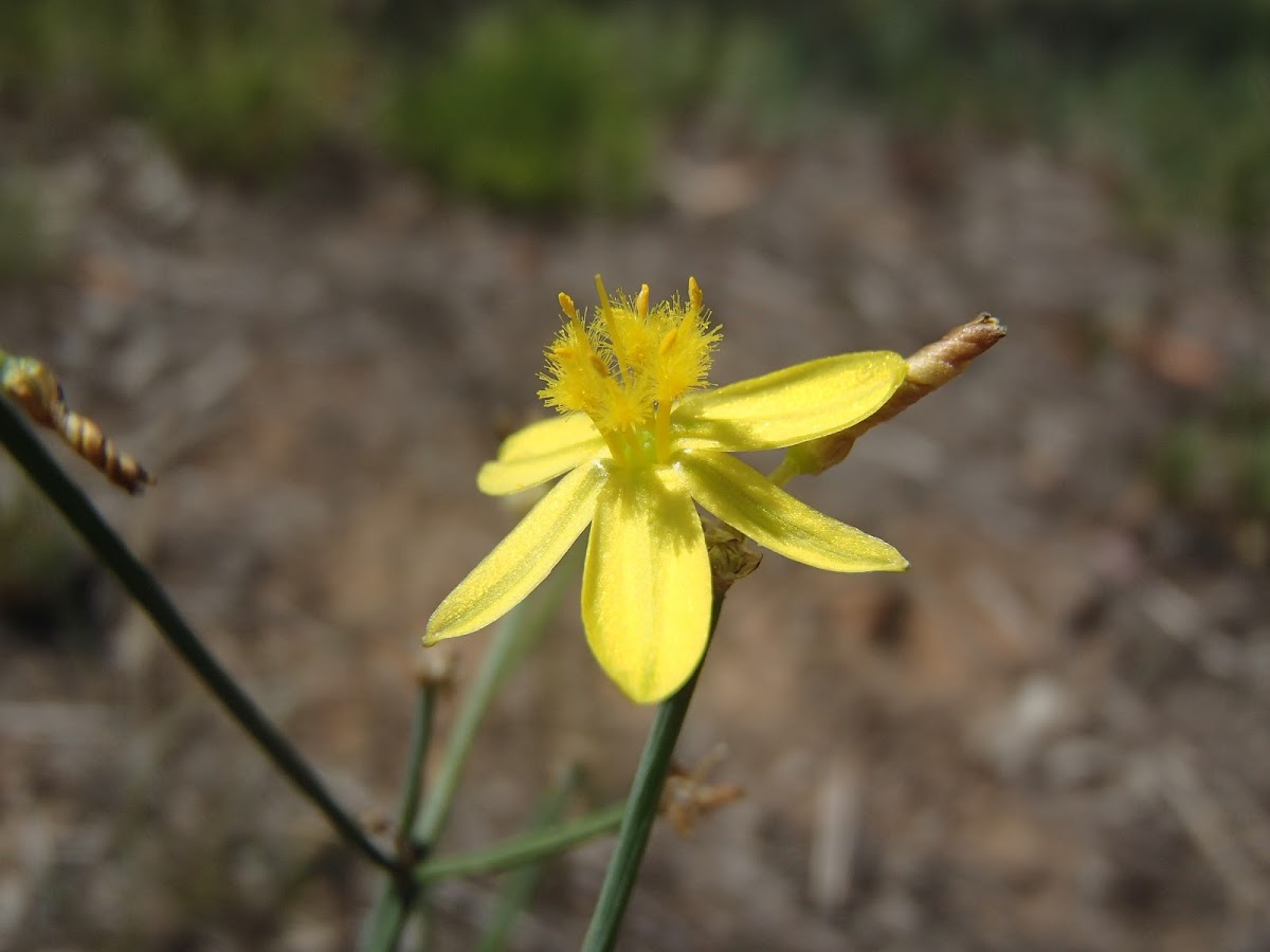 Yellow rush lily