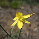 Yellow rush lily