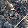 Coast Mountain Kingsnake