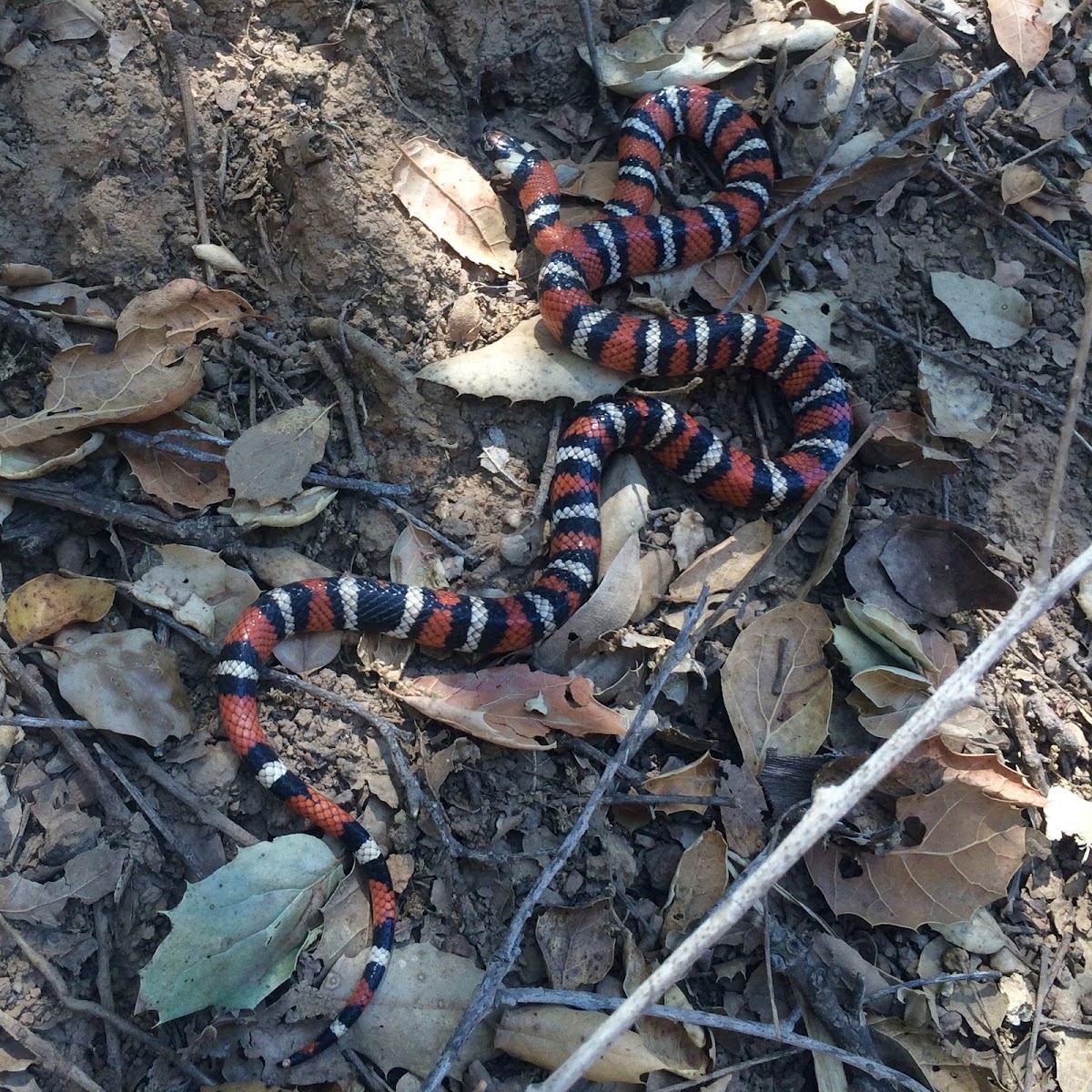 Coast Mountain Kingsnake