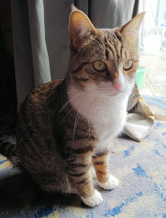 ムーヴカスタムの犬・猫・暇つぶしに関するカスタム事例の投稿画像7枚目