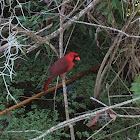 Northern Cardinal