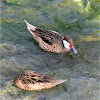 White-cheeked Pintail