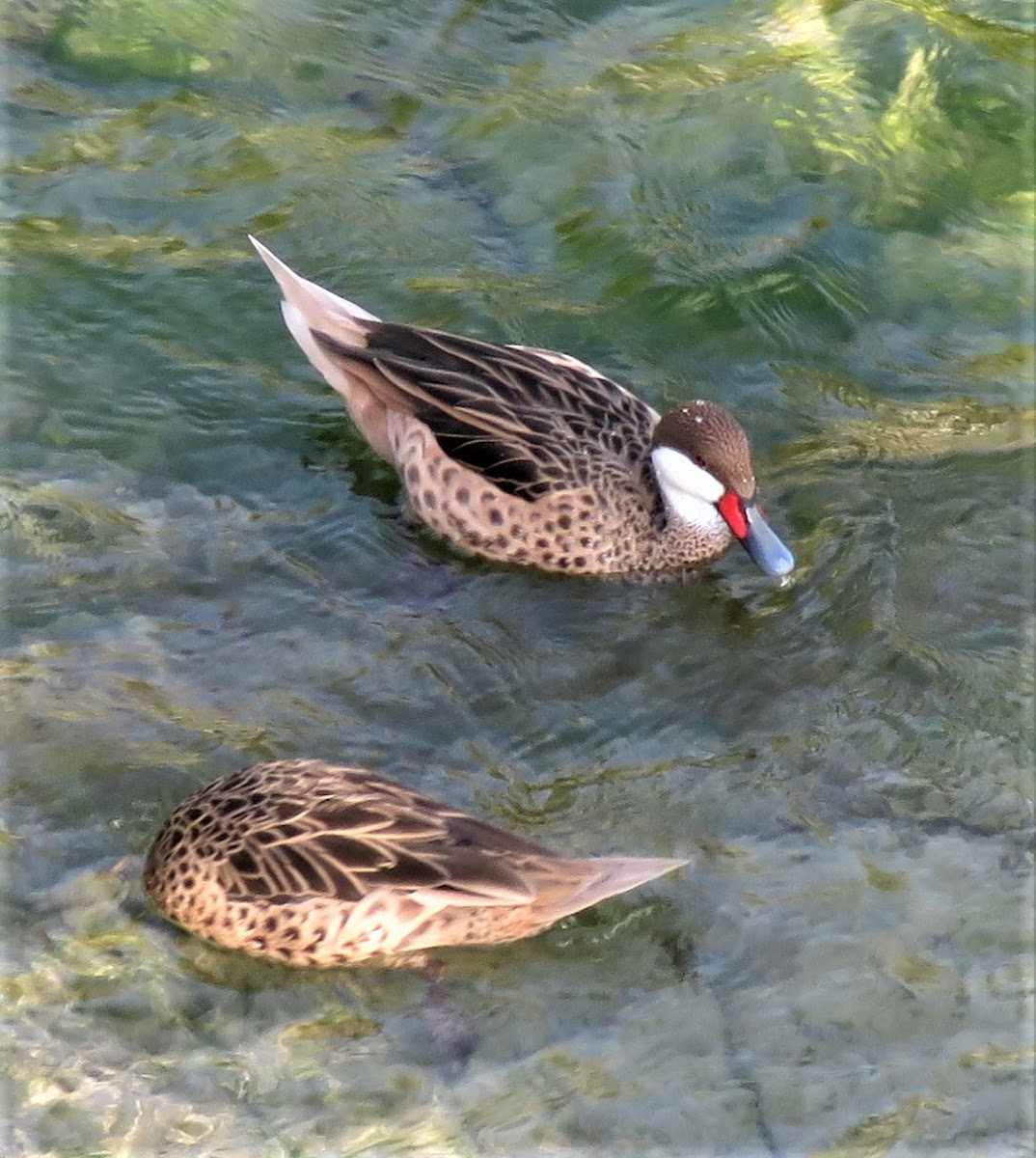 White-cheeked Pintail