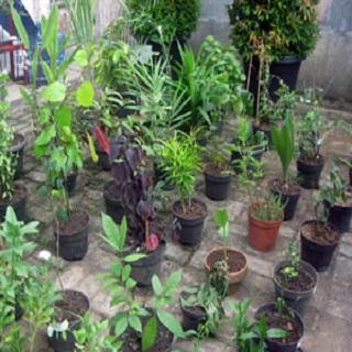 aneka herbal