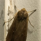 Armyworm Moth