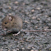 House Mouse