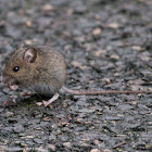 House Mouse