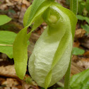 Pink Lady's Slipper (White form)