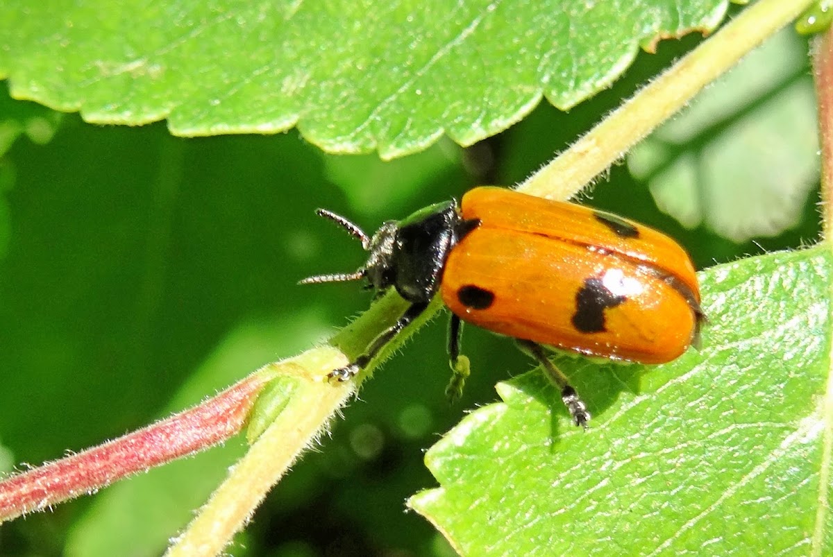 Four spotted leaf beetle