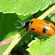 Four spotted leaf beetle