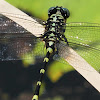 Australian Tiger (male)