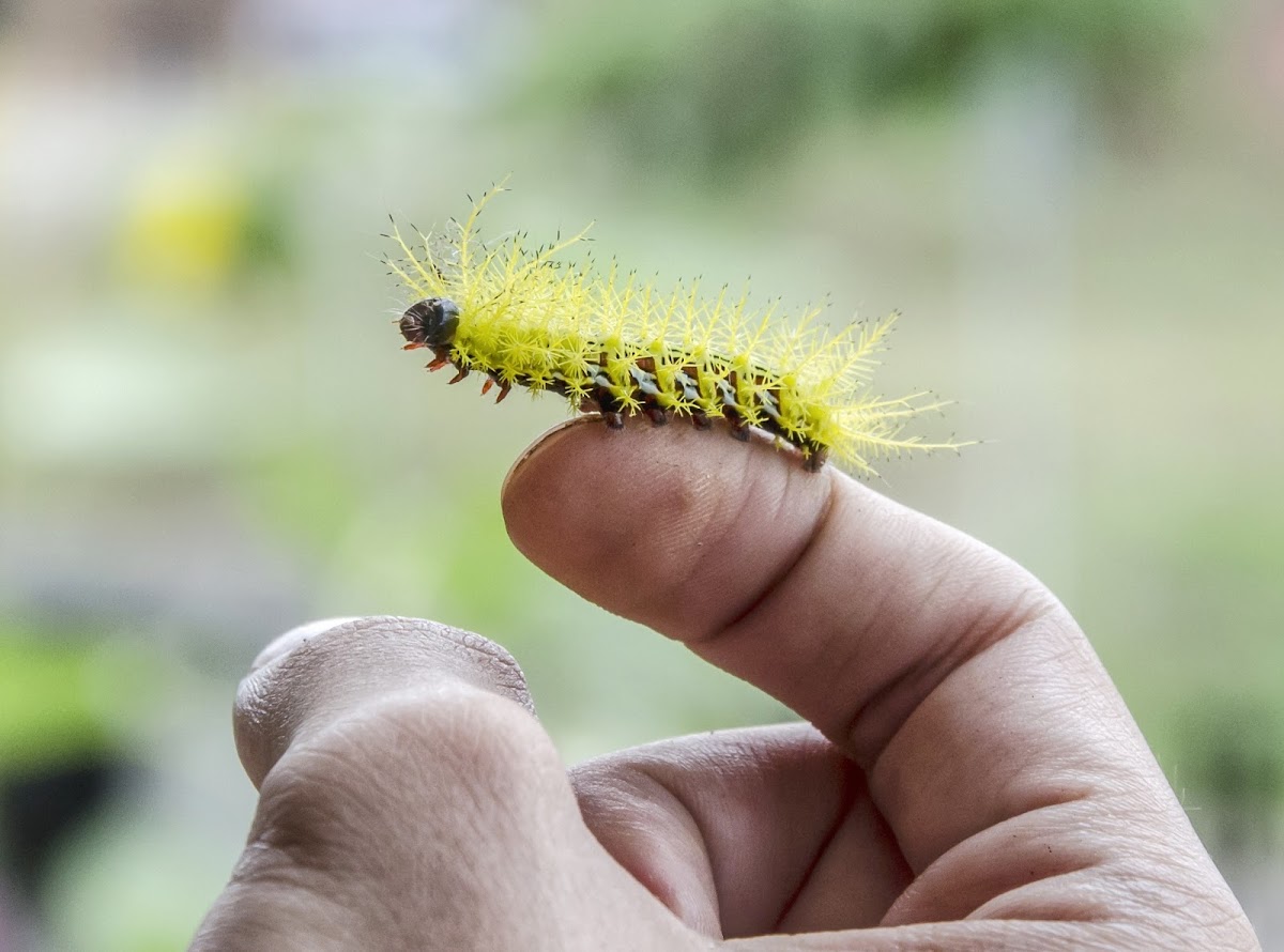 Peacock Silkmoth / Olho-de-Boi / Molippa Caterpillar / Lagarta-Molippa