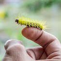 Peacock Silkmoth / Olho-de-Boi / Molippa Caterpillar / Lagarta-Molippa