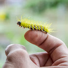 Peacock Silkmoth / Olho-de-Boi / Molippa Caterpillar / Lagarta-Molippa