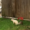 White Squirrel (leaucistic)