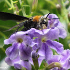 Scoliid Wasp ♀