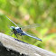 Great Blue Skimmer