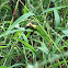 Black-Legged Meadow Katydid