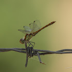 Red-veined darter (Female)