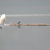 Cattle Egret