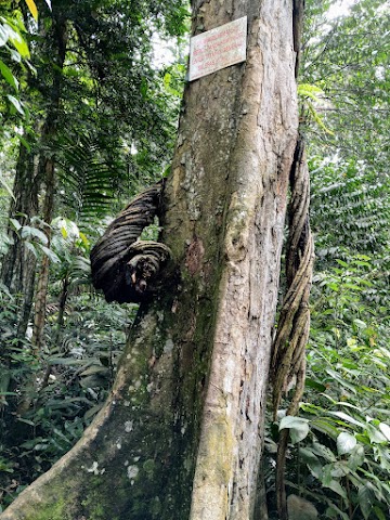 Gunung Nuang via Pangsun Kem Pacat Giant Tree Vines Broke