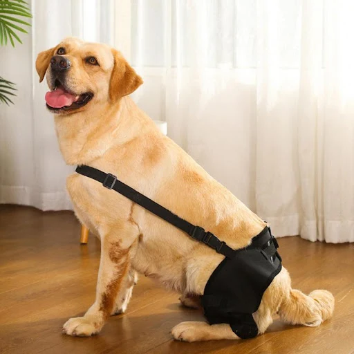 Dog Leg Support Brace For Injury Recover Hock Joint Wrap Breathable Dog Legs Protector Rear Leg Knee Brace Protect Wound