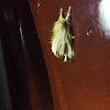 Yellow Tussock Moth