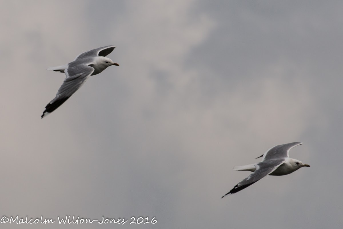 Lesser Black-backed Gull