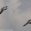 Lesser Black-backed Gull