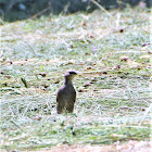 European Starling